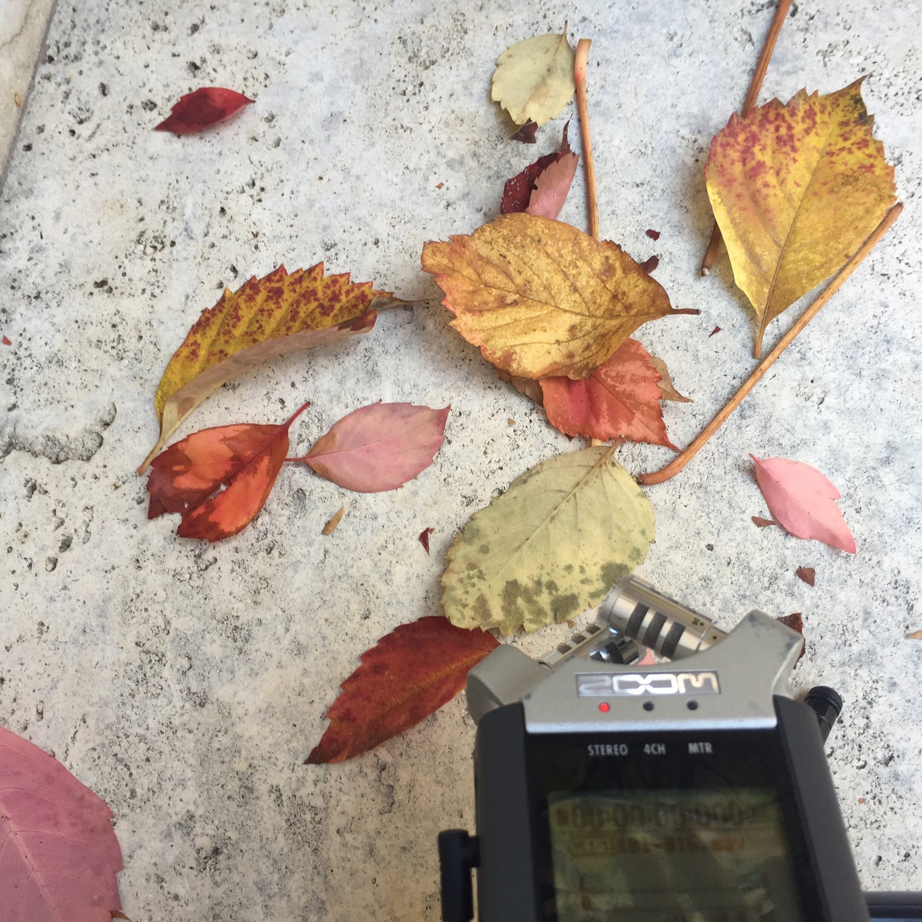 A Zoom H4 portable recorder placed on a stone surface among scattered autumn leaves in various colours, its red recording light visible, the display screen active.